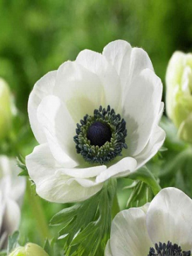 ANEMONE Mona Lisa White